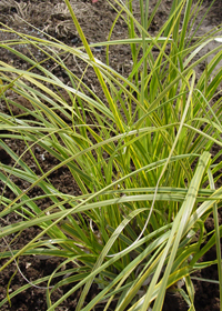 Cortaderia selloana 'Goldband'